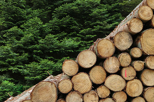Stack of sawn logs
