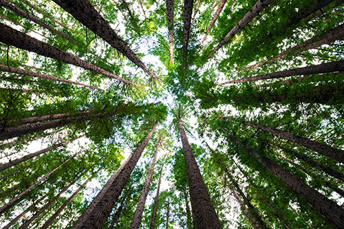 View of tree canopy